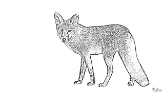 foxes Coloring Pages To Print